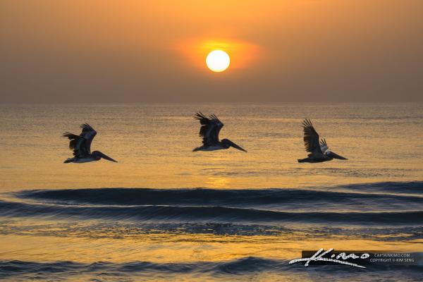 birds
